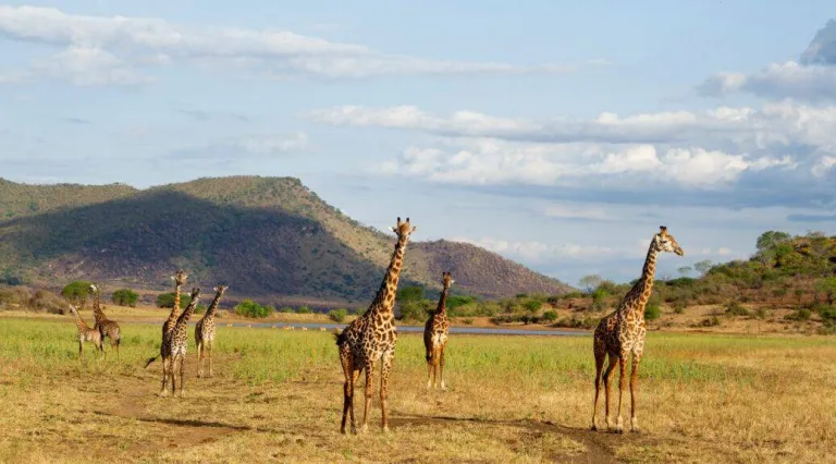 Mkomazi National Park