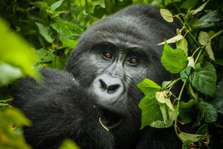 4 Days Discovery of The Pristine Beauty Of Bwindi