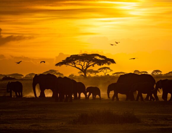 6 Days Serengeti Safaris