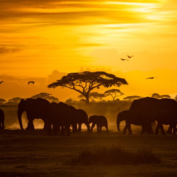 6 Days Serengeti Safaris