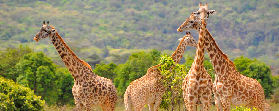 Tanzania Safari Tours