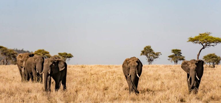 Mikumi National Park