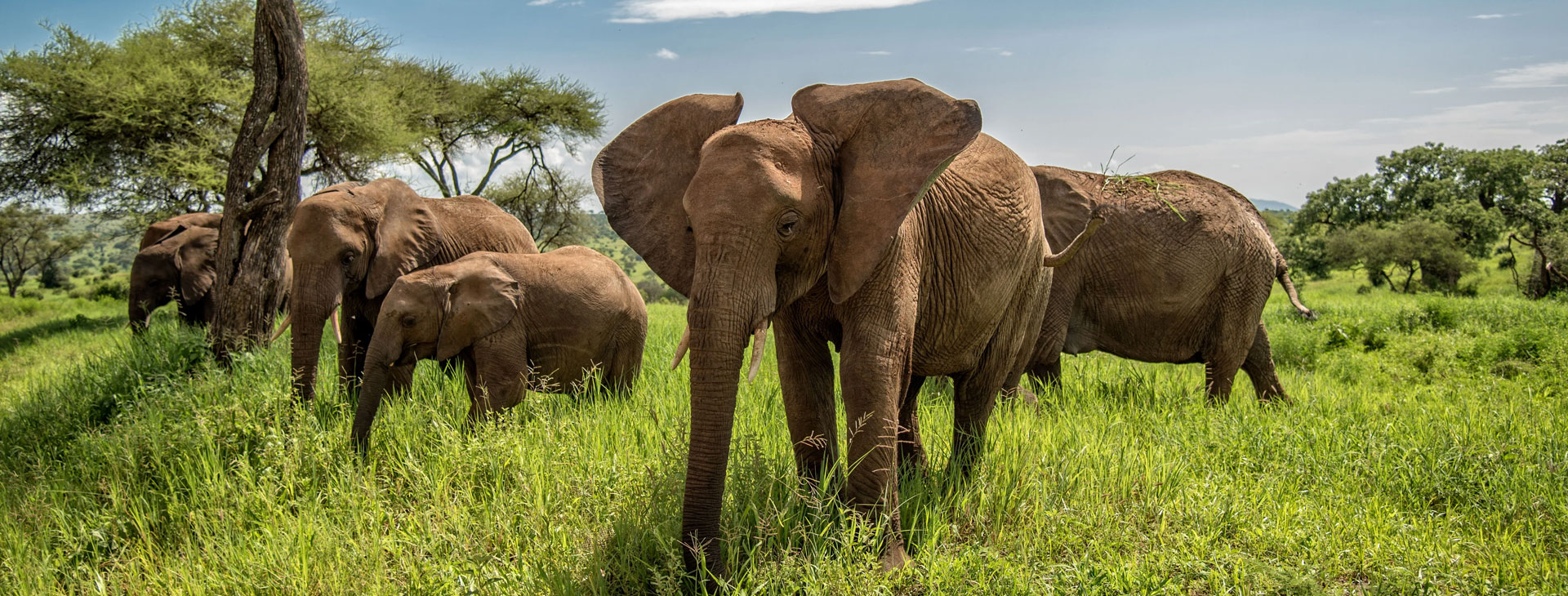 Tarangire National Park Day Trip