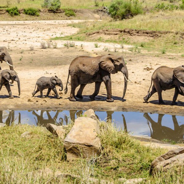 7-Day Best Tanzania Safari