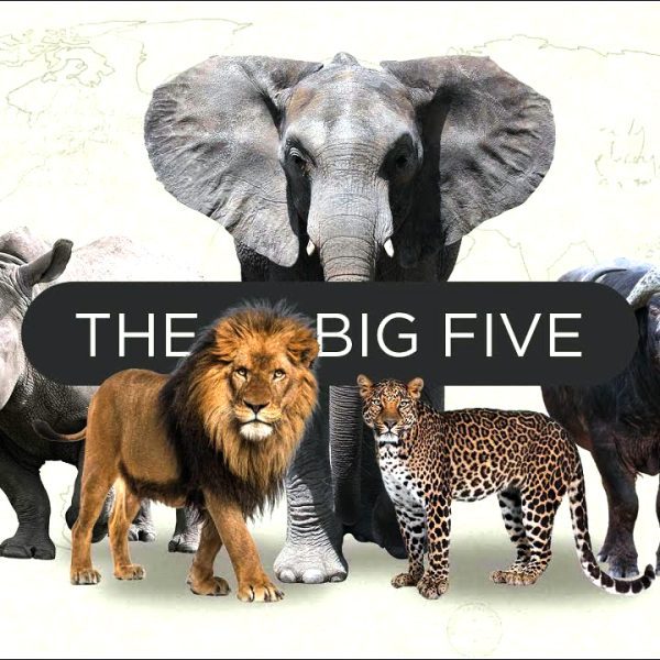 Big Five Safari: 9-Day Grand Safari Experience