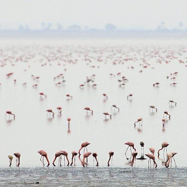 Lake Manyara Serenity: 14-Day Bird-Watching Retreat