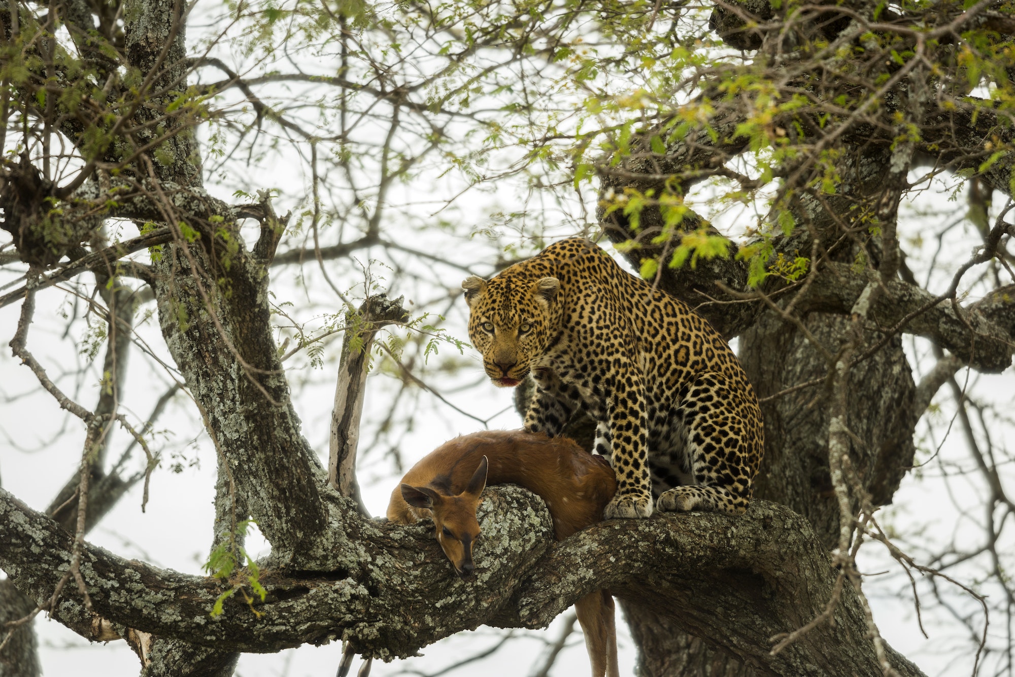 Leopard in a tree with its prey, Serengeti, Tanzania, Africa