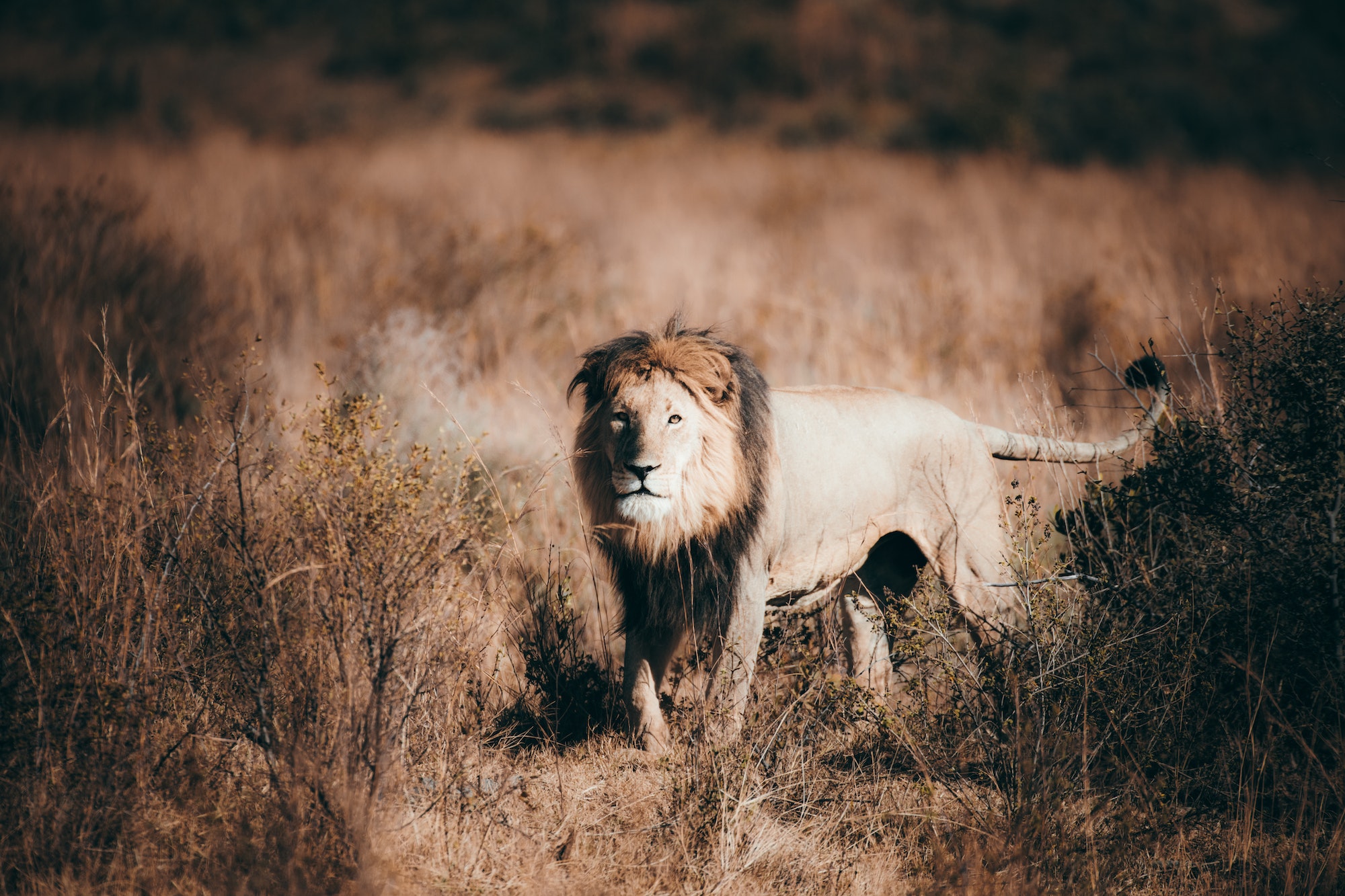 Male lion roaming the plains of the Serengeti during one of our Tanzania Safari Tours.