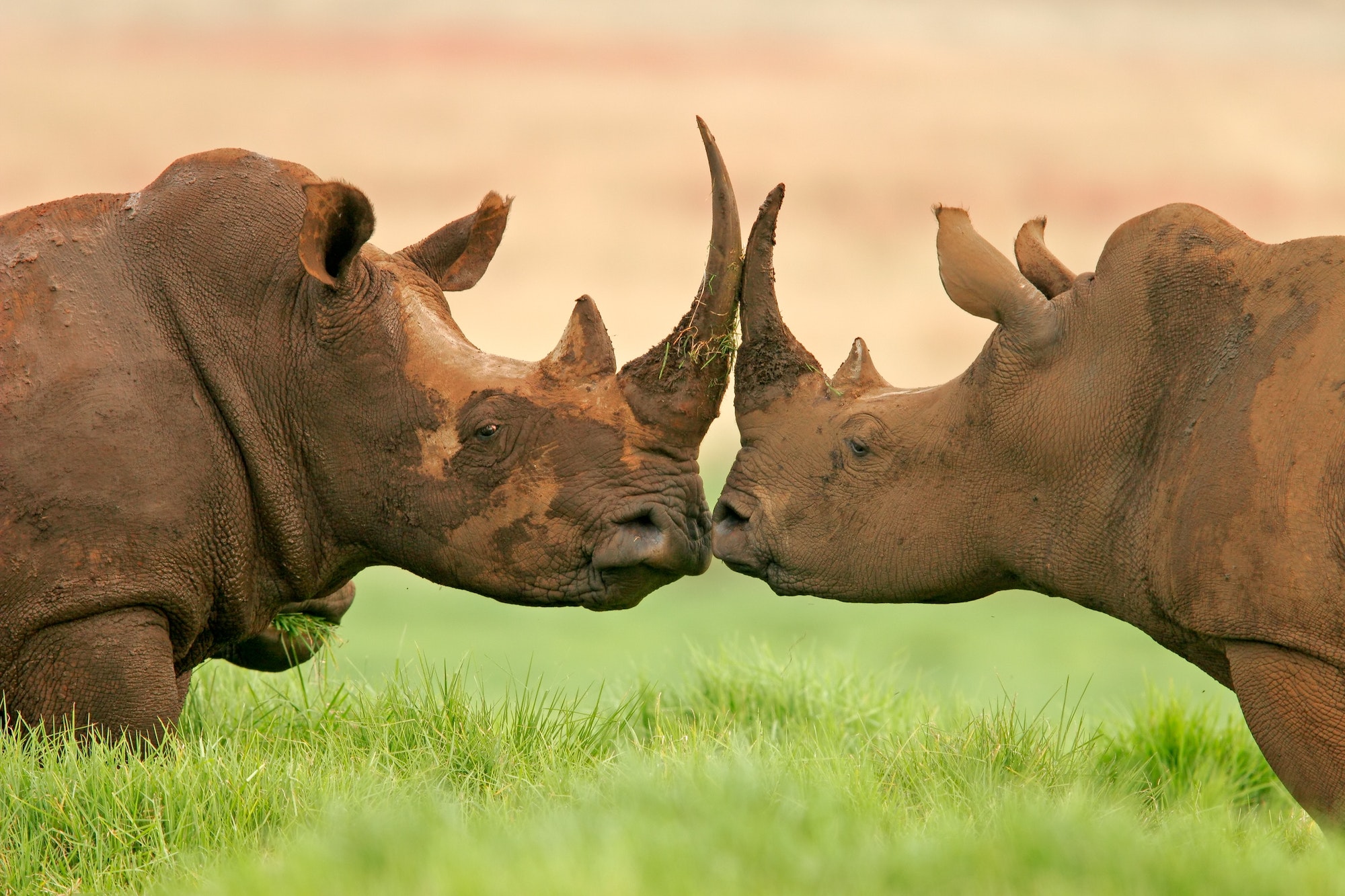 Portrait of two endangered white rhinos (Ceratotherium simum), South Africa