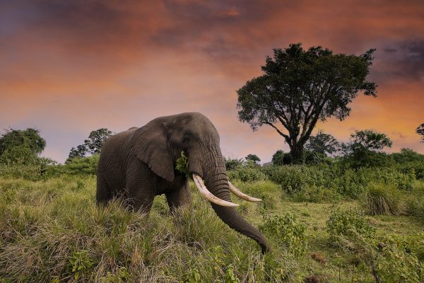 Wild elephant in Tanzania, East Africa under colorful sunset