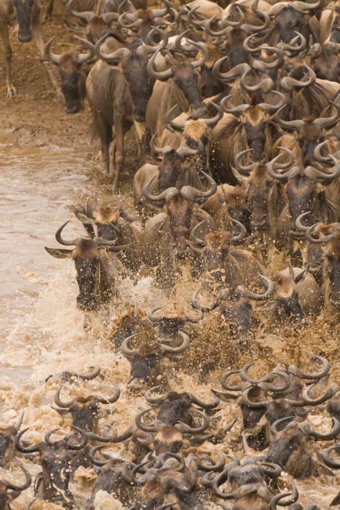 7-Day Wildebeest Migration Safari