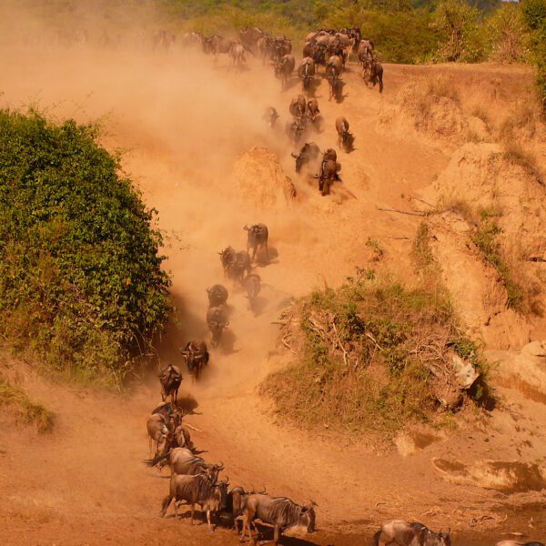 8 Nights / 9 Days Lake Manyara National Park, Serengeti National Park, Ngorongoro Conservation Area & Tarangire National Park