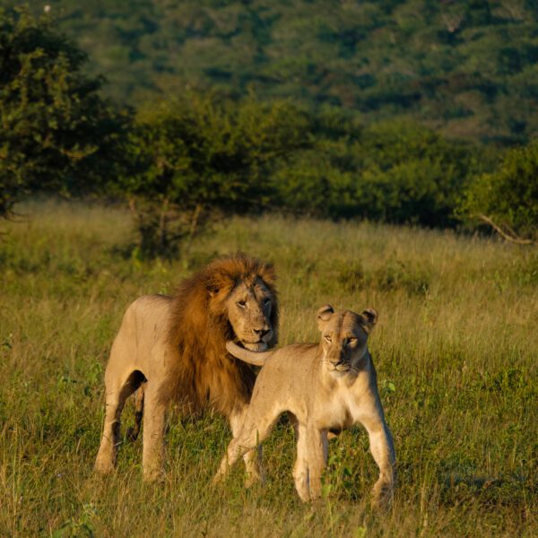 2 Nights / 3 Days Tarangire National Park, Ngorongoro Conservation Area & Lake Manyara National Park