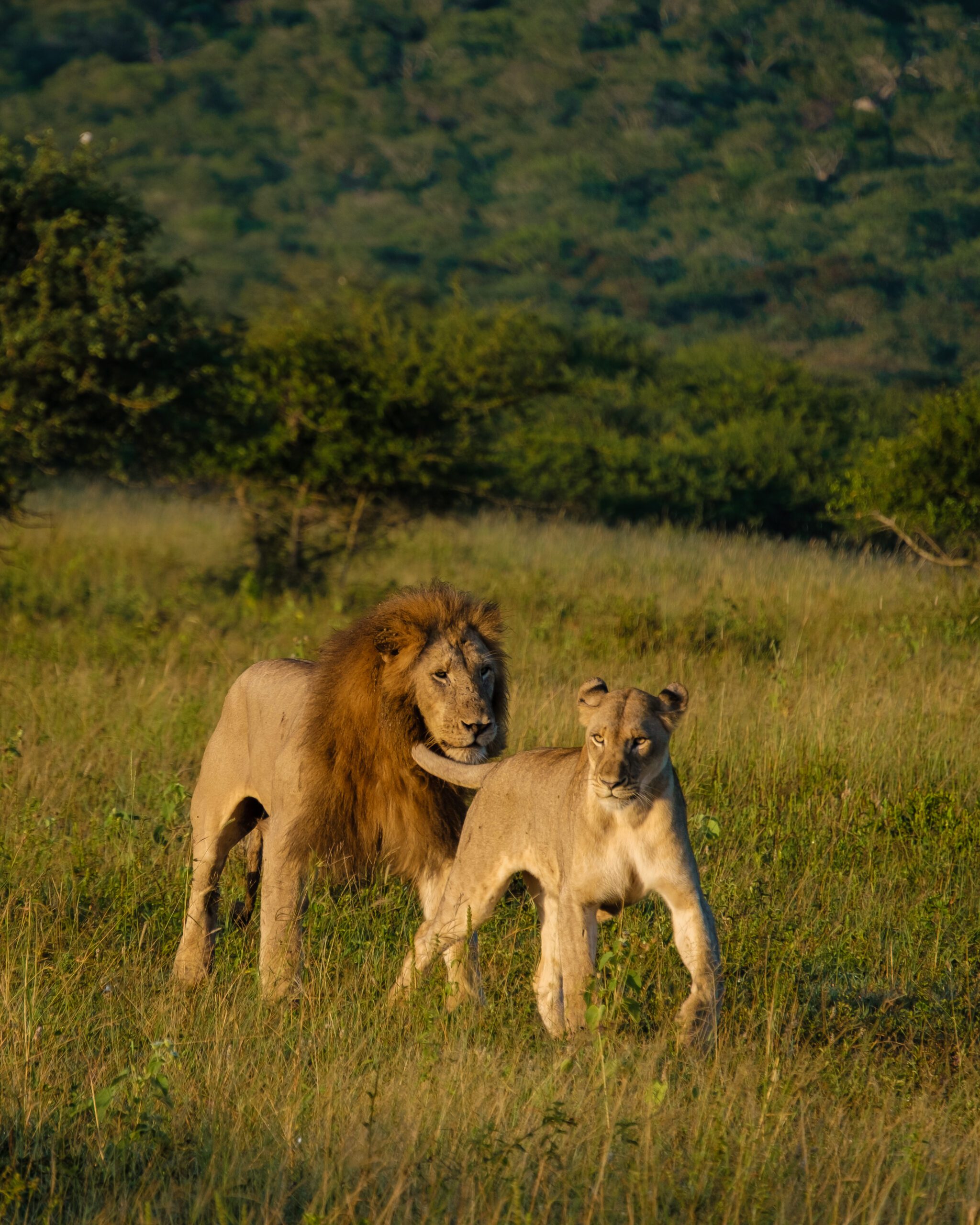 2 Nights / 3 Days Tarangire National Park, Ngorongoro Conservation Area & Lake Manyara National Park