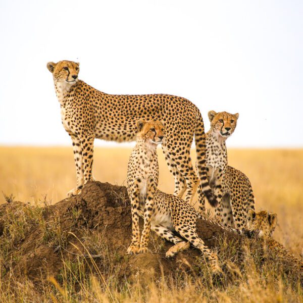 5-Day Best Northern Tanzania Luxury Safari (Wps25)