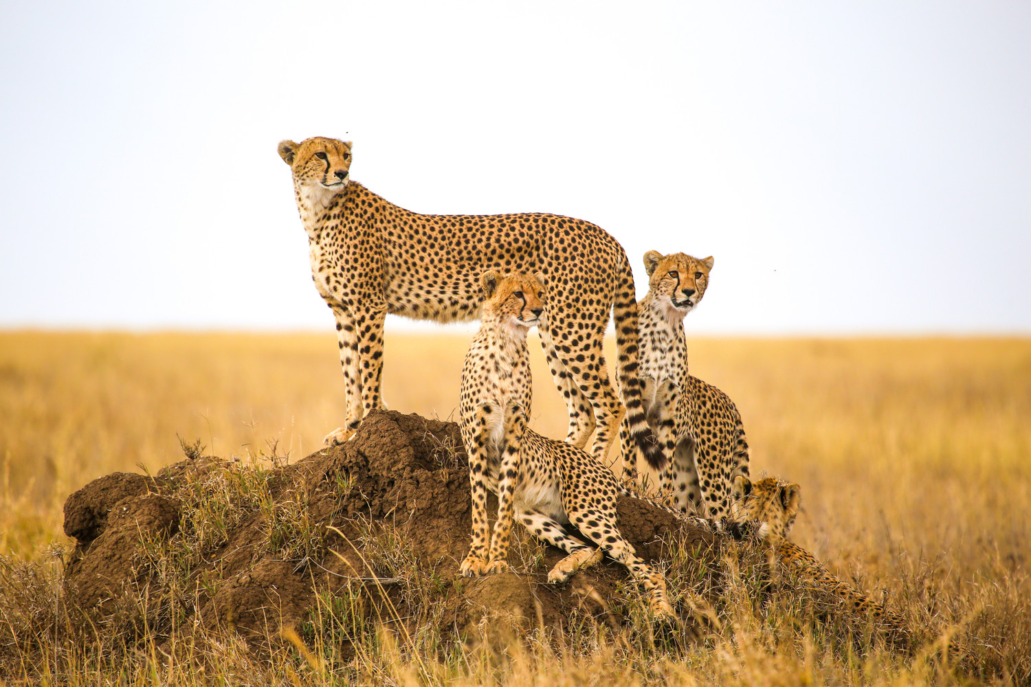 5-Day Best Northern Tanzania Luxury Safari (Wps25)