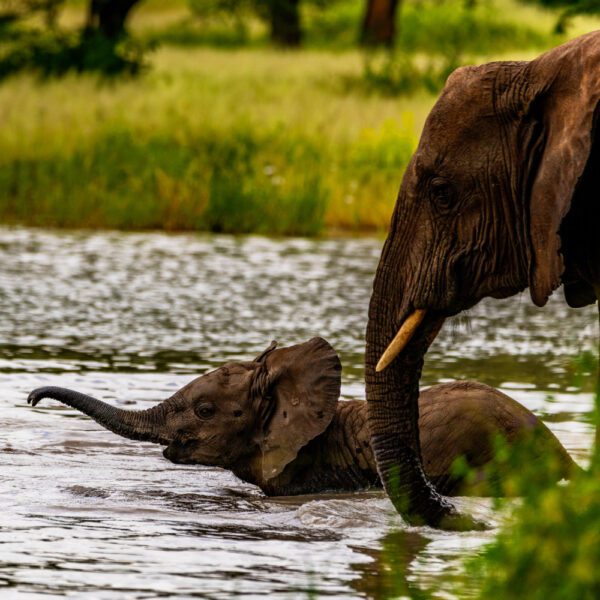 6-Day Manyara, Serengeti, Ngorongoro & Tarangire (Wps13)
