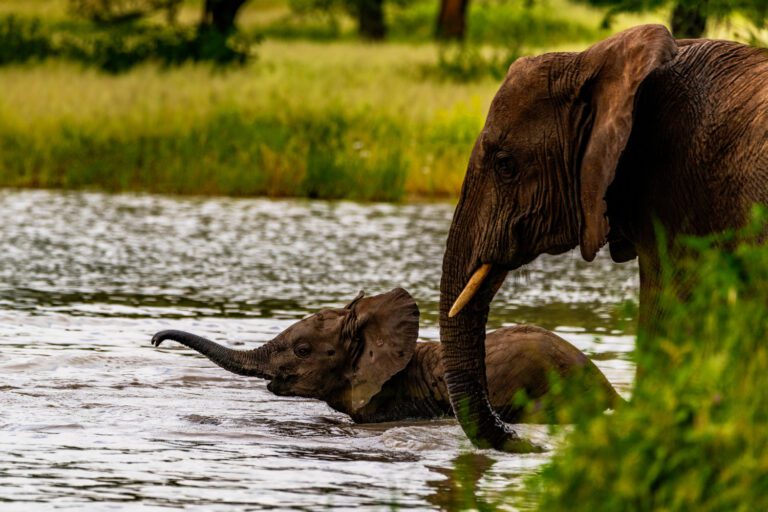 6-Day Manyara, Serengeti, Ngorongoro & Tarangire (Wps13)