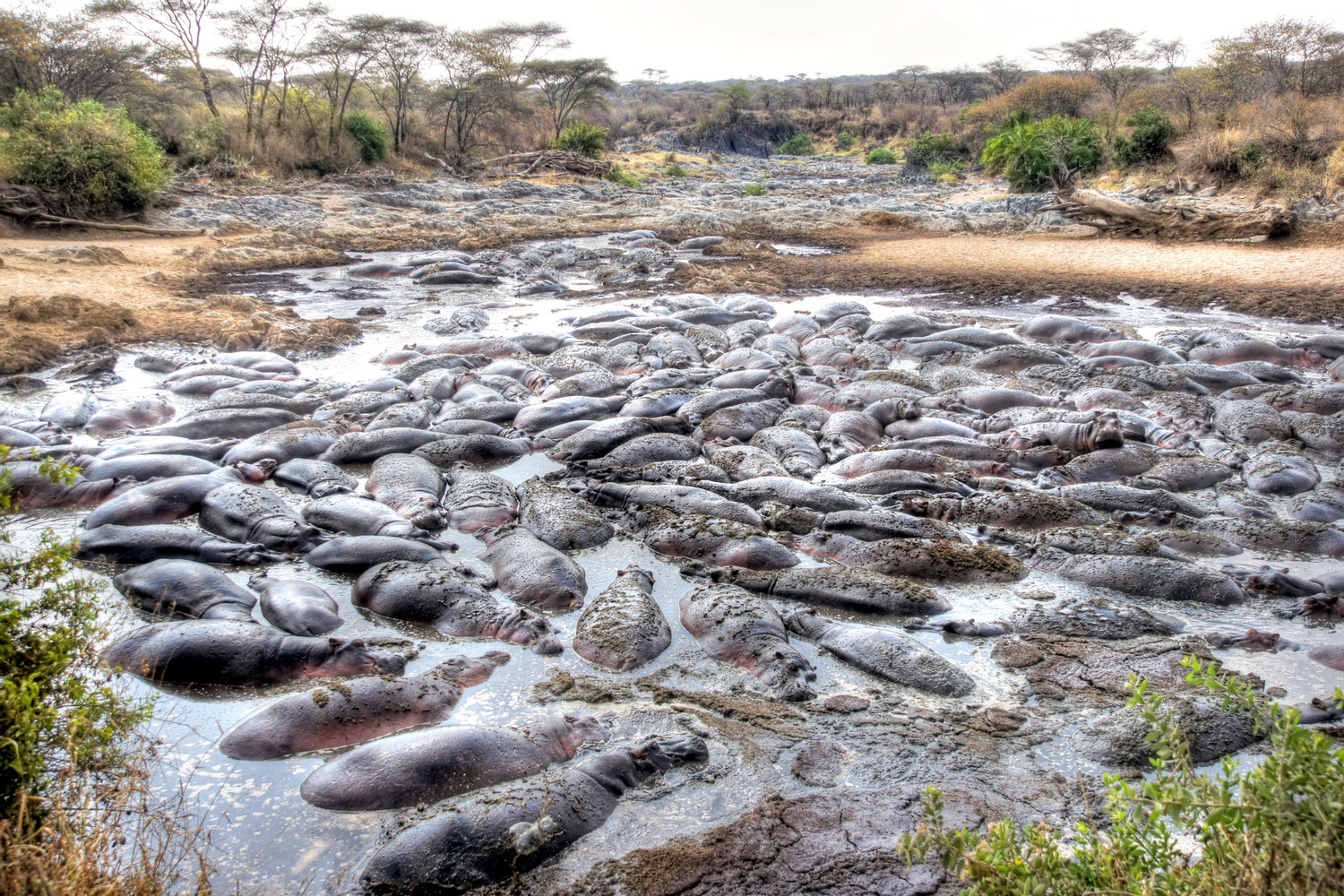 7-Day Manyara, Serengeti, Ngorongoro & Tarangire (Wps14)