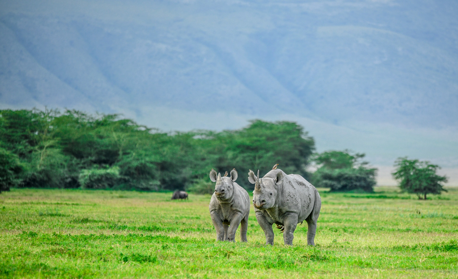 4-Day Fly in Serengeti and Ngorongoro Luxury Safari