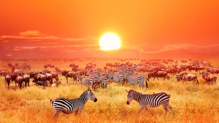 3-Day Serengeti Safari