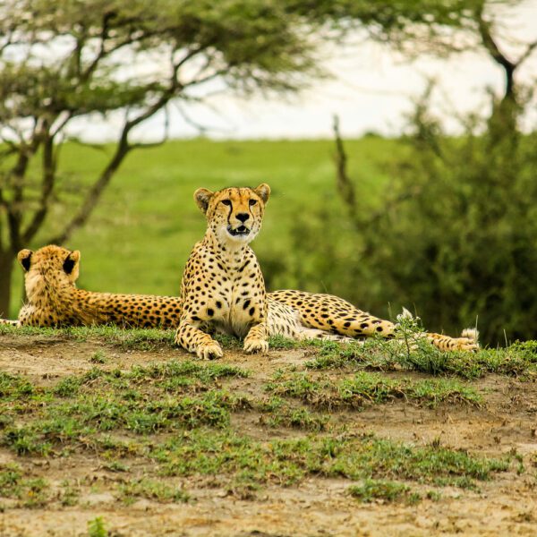 8-Day Tanzania Memorable Luxury Lodge Safari