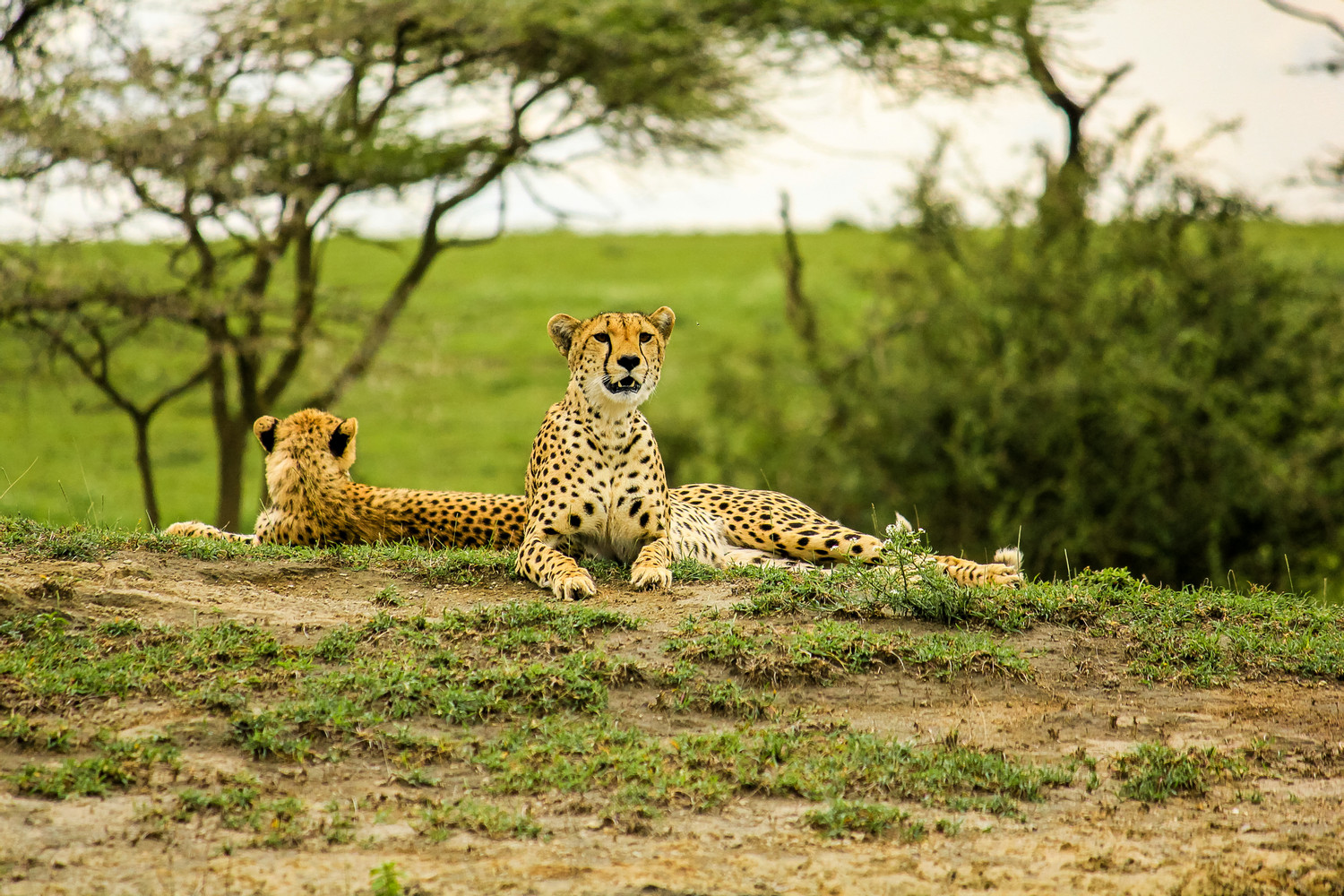 8-Day Tanzania Memorable Luxury Lodge Safari