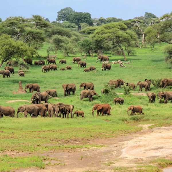 4-Day Affordable Tanzania Safari