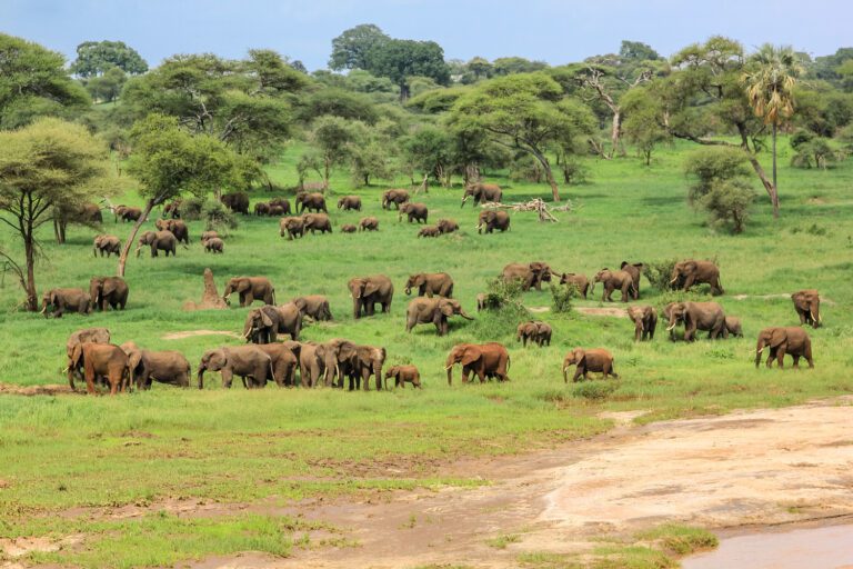 4-Day Tanzania Safari