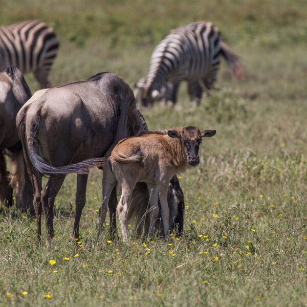 7-Day Serengeti Wildebeest Migration Calving Safari