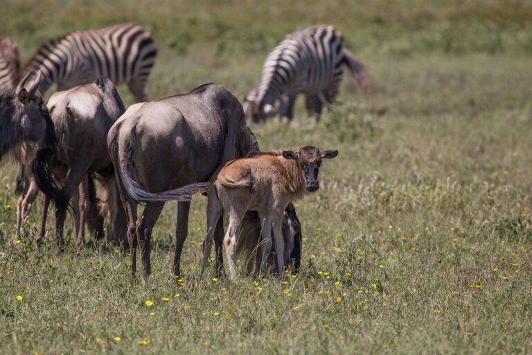 7-Day Serengeti Wildebeest Migration Calving Safari