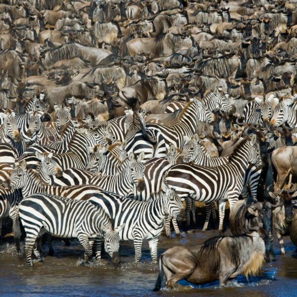 4-Day Tanzania Mid-Range Serengeti Migration Safari