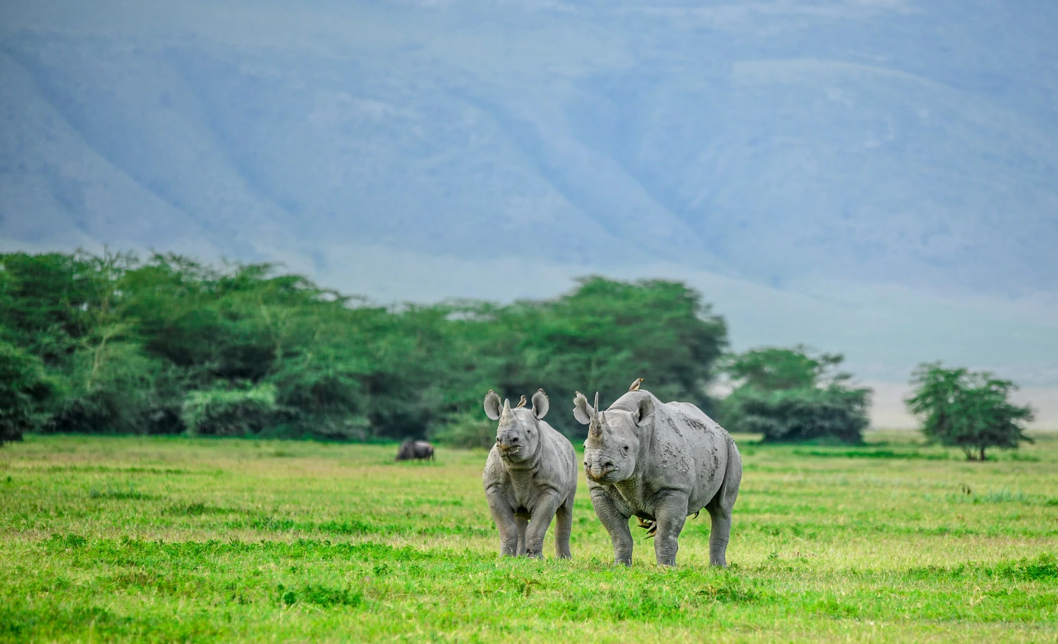 luxury safari in Tanzania