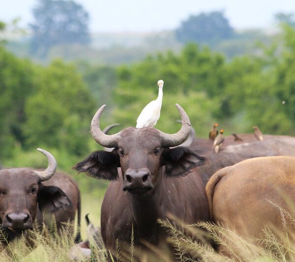 8-Day Journey of Adventure, Wildlife and Cultural Immersion in Uganda