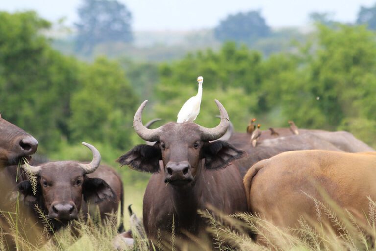 8-Day Journey of Adventure, Wildlife and Cultural Immersion in Uganda