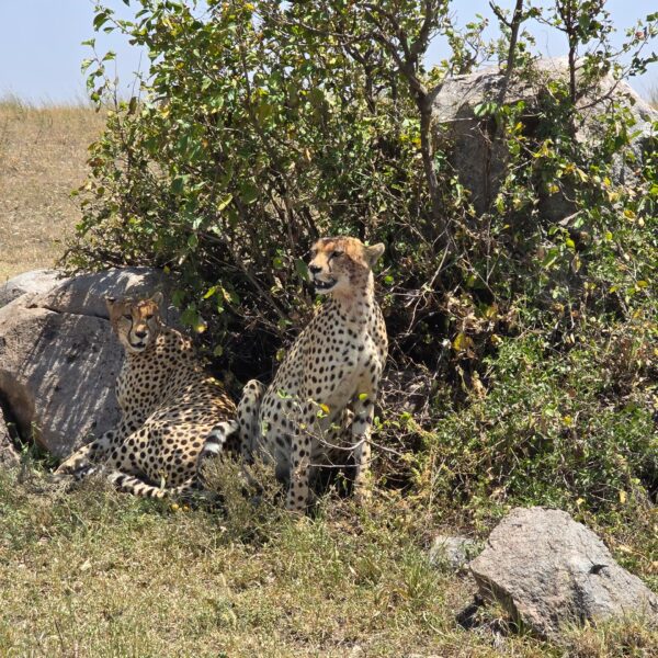 3-Day Explore Serengeti Luxury Safari (fly in – fly out)