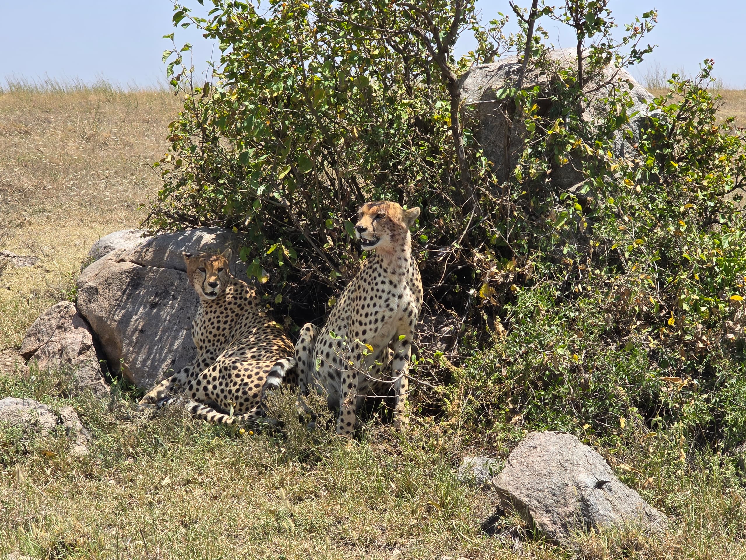 3-Day Explore Serengeti Luxury Safari (fly in – fly out)