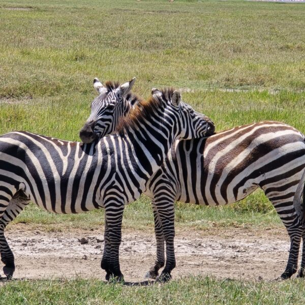 6-Day Tanzania Amazing Family Safari