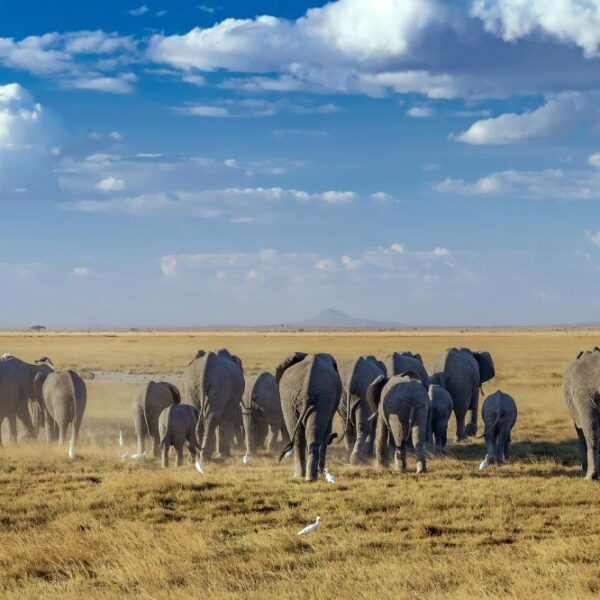 1 Night 2 Days Ngorongoro Conservation Area & Tarangire National Park