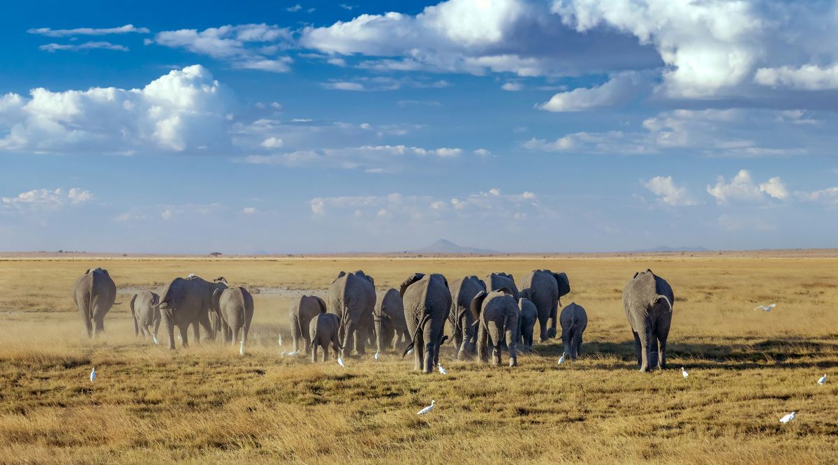 3 Days / 2 Nights – Breathtaking Amboseli