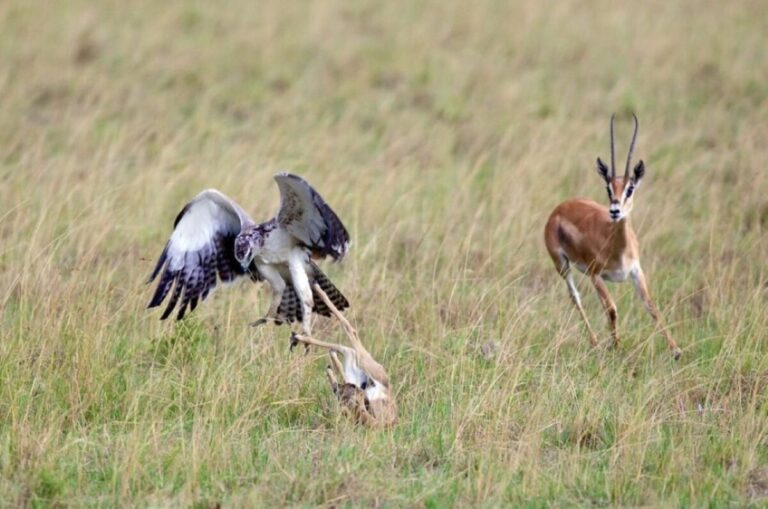 3 Days / 2 Nights – Delightful Samburu