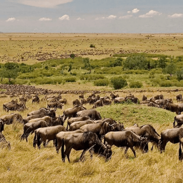 3 Nights / 4 Days  Lake Manyara National Park, Serengeti National Park & Ngorongoro Conservation Area