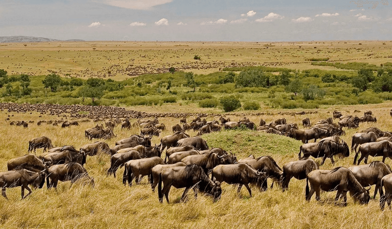 3 Days / 2 Nights – Explore the Vast Open Spaces of Masai Mara (Road Package)