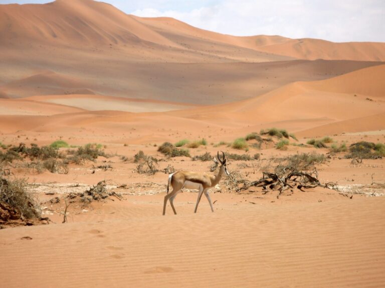 7 Days Explore Namibia (Acc, Trans & Shuttles)