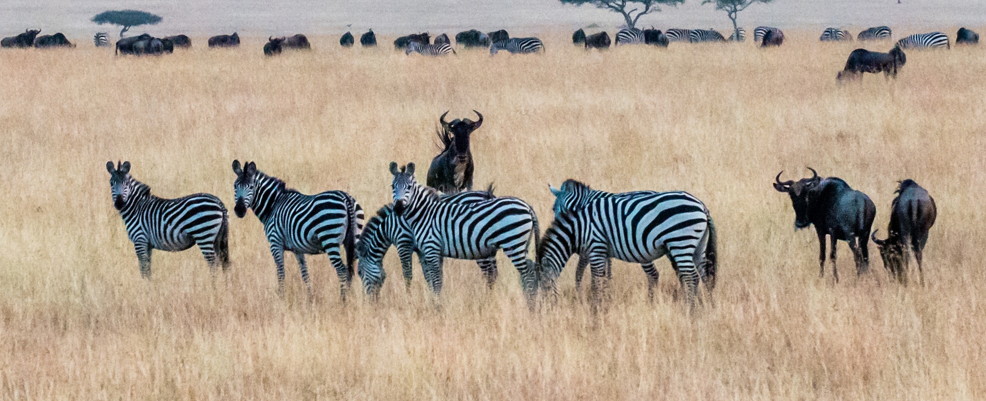 8 Days / 7 Nights – Tree Hotel, Samburu, Baringo, Rift Valley & Masai Mara Circuit