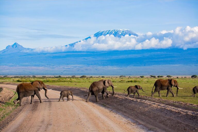 9 Days / 8 Nights – Amboseli, Rift Valley, Tree Hotel, Samburu & Masai Mara Circuit