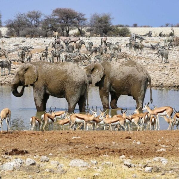 Etosha National Park