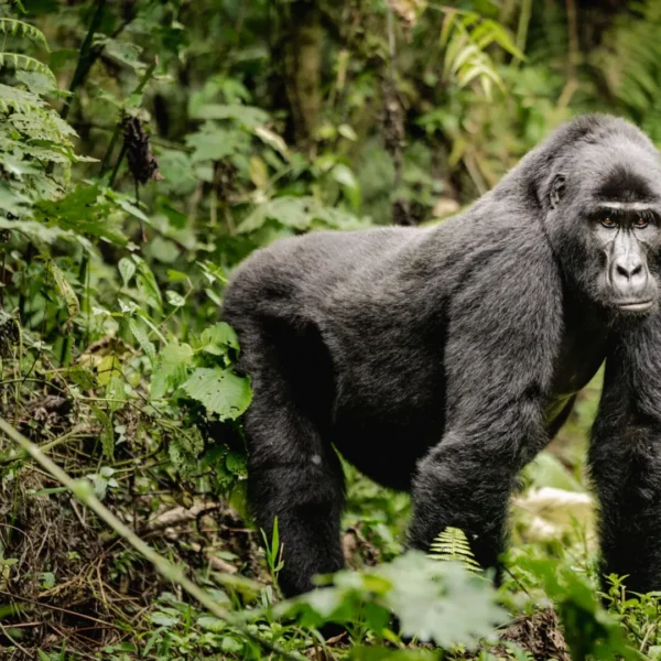 Bwindi Impenetrable National Park
