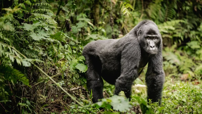 Bwindi Impenetrable National Park