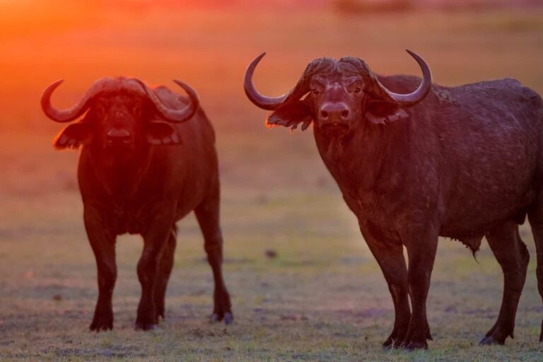 Khaudum National Park